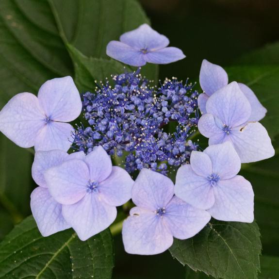 Hydrangeas for Sale Buy Hydrangea Plants in Bulk Melbourne